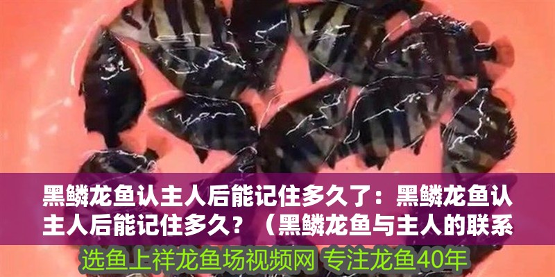 黑鱗龍魚認主人后能記住多久了：黑鱗龍魚認主人后能記住多久？（黑鱗龍魚與主人的聯系可以持續多久？）