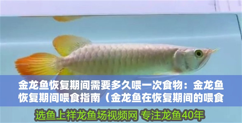金龍魚恢復期間需要多久喂一次食物：金龍魚恢復期間喂食指南（金龍魚在恢復期間的喂食頻率和注意事項和注意事項）