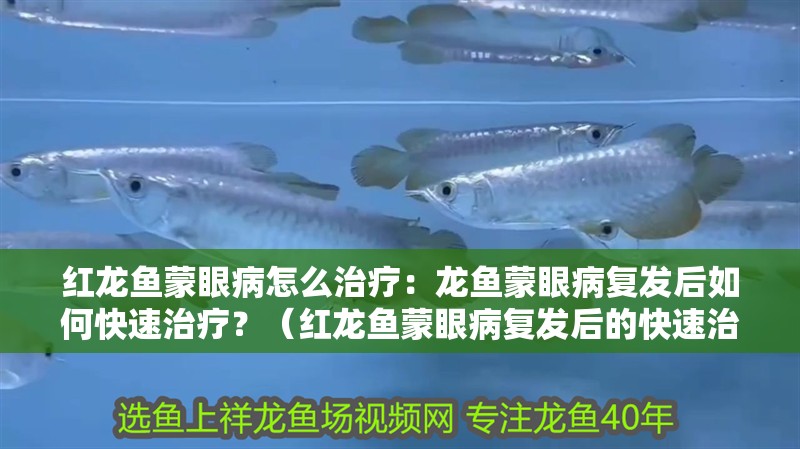紅龍魚蒙眼病怎么治療：龍魚蒙眼病復發后如何快速治療？（紅龍魚蒙眼病復發后的快速治療方法） 紅龍魚蒙眼病怎么治療：龍魚蒙眼病復發后如何快速治療？（紅龍魚蒙眼病復發后的快速治療方法） 水族問答