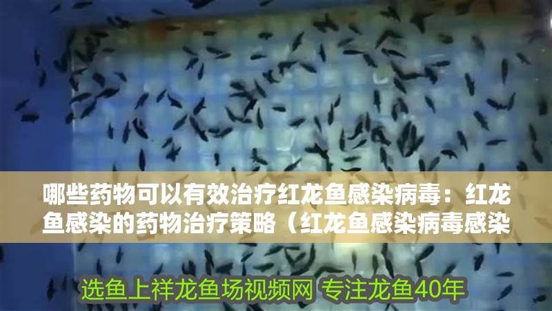 哪些藥物可以有效治療紅龍魚感染病毒：紅龍魚感染的藥物治療策略（紅龍魚感染病毒感染的藥物及其作用機制：紅龍魚病毒感染的藥物） 哪些藥物可以有效治療紅龍魚感染病毒：紅龍魚感染的藥物治療策略（紅龍魚感染病毒感染的藥物及其作用機制：紅龍魚病毒感染的藥物） 水族問答
