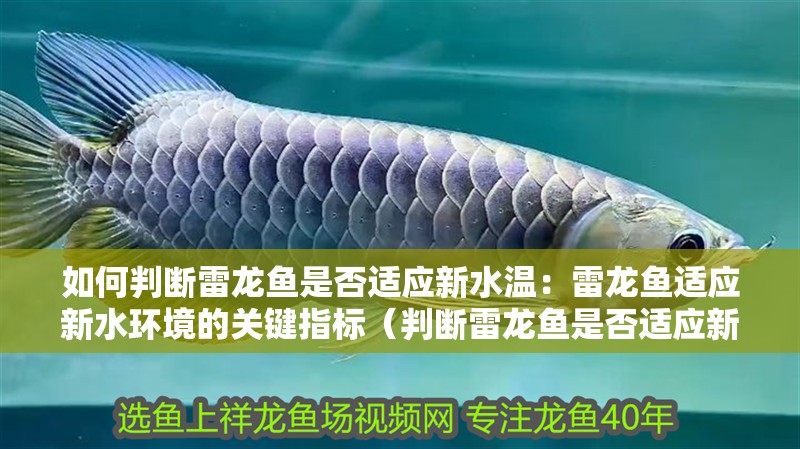 如何判斷雷龍魚是否適應新水溫：雷龍魚適應新水環境的關鍵指標（判斷雷龍魚是否適應新水環境，雷龍魚是否適應新水環境）