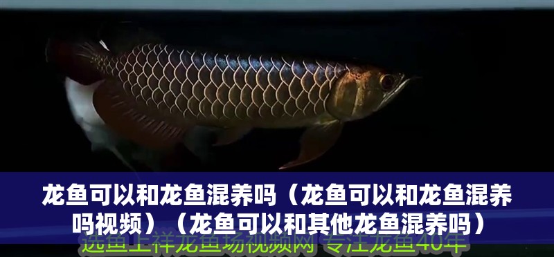 龍魚(yú)可以和龍魚(yú)混養(yǎng)嗎（龍魚(yú)可以和龍魚(yú)混養(yǎng)嗎視頻）（龍魚(yú)可以和其他龍魚(yú)混養(yǎng)嗎）