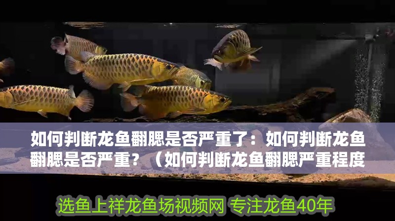 如何判斷龍魚翻腮是否嚴重了：如何判斷龍魚翻腮是否嚴重？（如何判斷龍魚翻腮嚴重程度）