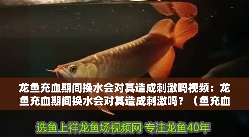 龍魚充血期間換水會對其造成刺激嗎視頻：龍魚充血期間換水會對其造成刺激嗎？（魚充血期間換水可能會對龍魚造成刺激，換水會對其造成刺激） 龍魚充血期間換水會對其造成刺激嗎視頻：龍魚充血期間換水會對其造成刺激嗎？（魚充血期間換水可能會對龍魚造成刺激，換水會對其造成刺激） 水族問答