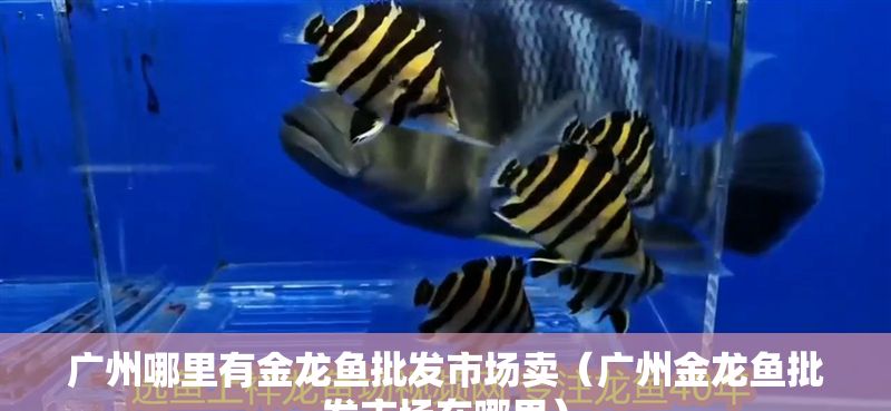 廣州哪里有金龍魚批發市場賣（廣州金龍魚批發市場在哪里）