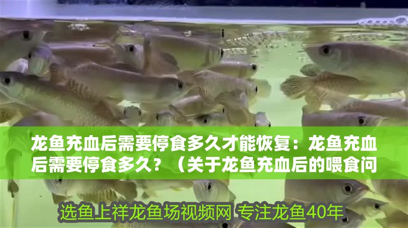 龍魚充血后需要停食多久才能恢復：龍魚充血后需要停食多久？（關于龍魚充血后的喂食問題）