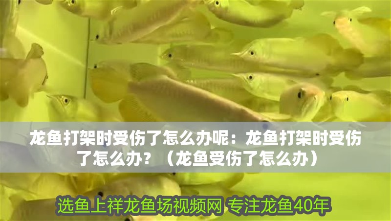 鸚鵡魚和銀龍魚混養怎樣喂食 龍魚打架時受傷了怎么辦呢:龍魚打架時受傷了怎么辦?(龍魚受傷了怎么辦) 水族問答 龍魚打架時受傷了怎么辦呢:龍魚打架時受傷了怎么辦?(龍魚受傷了怎么辦) 龍魚打架時受傷了怎么辦呢:龍魚打架時受傷了怎么辦?(龍魚受傷了怎么辦) 水族問答