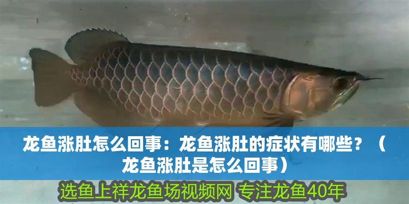 龍魚漲肚怎么回事：龍魚漲肚的癥狀有哪些？（龍魚漲肚是怎么回事） 龍魚漲肚怎么回事：龍魚漲肚的癥狀有哪些？（龍魚漲肚是怎么回事） 水族問答