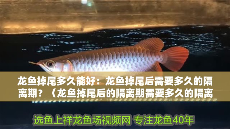 龍魚掉尾多久能好：龍魚掉尾后需要多久的隔離期？（龍魚掉尾后的隔離期需要多久的隔離期可能會受傷嚴重）