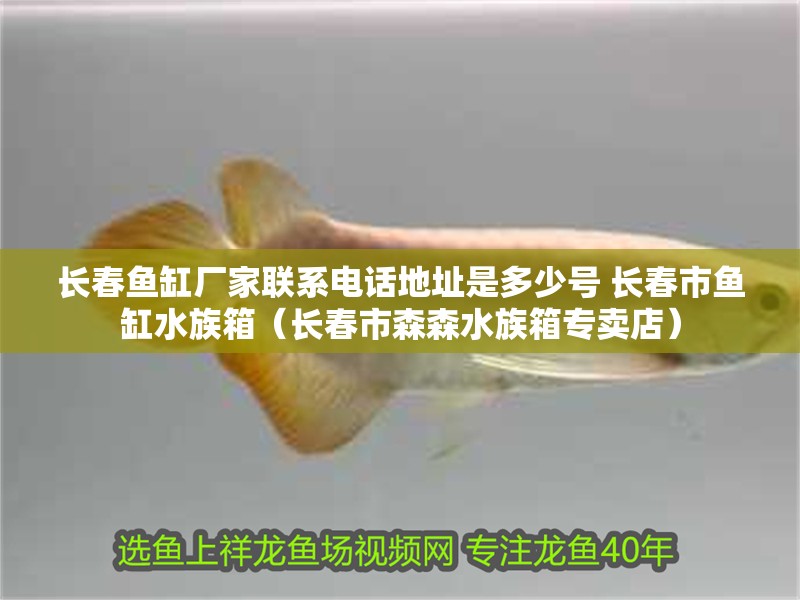 我的虎魚真菌感染了要怎么處理 長春魚缸廠家聯系電話地址是多少號 長春市魚缸水族箱(長春市森森水族箱專賣店) 觀賞魚百科 長春魚缸廠家聯系電話地址是多少號 長春市魚缸水族箱(長春市森森水族箱專賣店) 長春魚缸廠家聯系電話地址是多少號 長春市魚缸水族箱(長春市森森水族箱專賣店) 觀賞魚百科