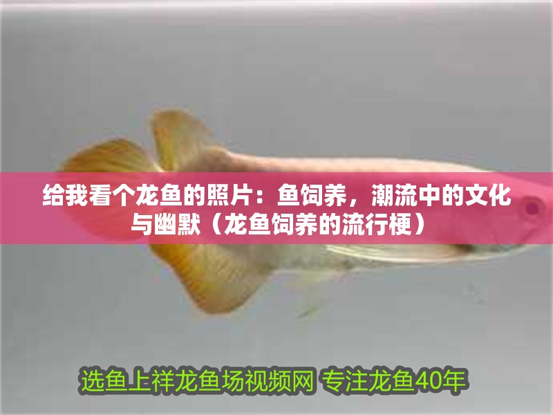 給我看個龍魚的照片：魚飼養，潮流中的文化與幽默（龍魚飼養的流行梗）