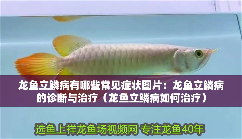 魚缸過濾器選購指南:自制魚缸過濾器魚缸上置過濾器對于養魚愛好者的必備知識 龍魚立鱗病有哪些常見癥狀圖片:龍魚立鱗病的診斷與治療(龍魚立鱗病如何治療) 水族問答 龍魚立鱗病有哪些常見癥狀圖片:龍魚立鱗病的診斷與治療(龍魚立鱗病如何治療) 龍魚立鱗病有哪些常見癥狀圖片:龍魚立鱗病的診斷與治療(龍魚立鱗病如何治療) 水族問答