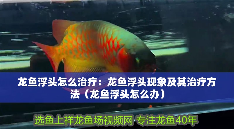 龍魚浮頭怎么治療：龍魚浮頭現象及其治療方法（龍魚浮頭怎么辦）