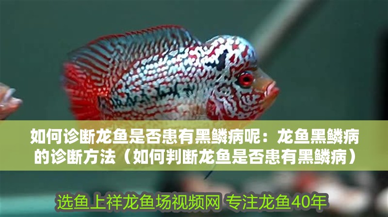 如何診斷龍魚是否患有黑鱗病呢：龍魚黑鱗病的診斷方法（如何判斷龍魚是否患有黑鱗病）