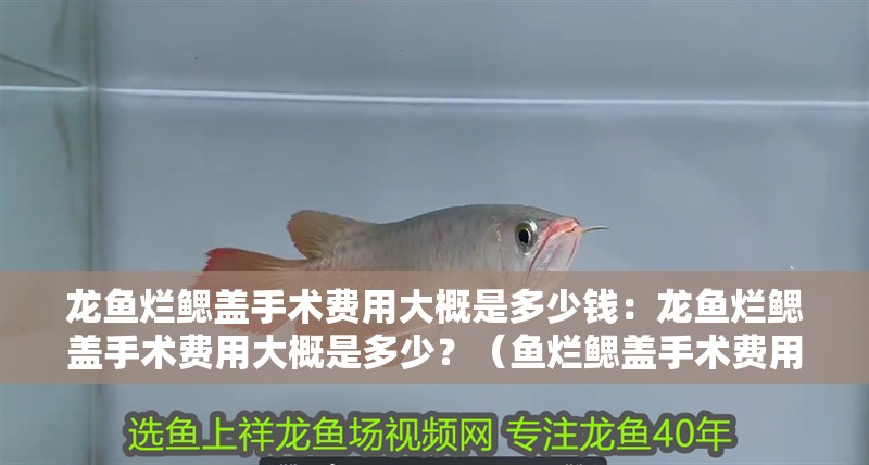龍魚爛鰓蓋手術費用大概是多少錢：龍魚爛鰓蓋手術費用大概是多少？（魚爛鰓蓋手術費用因地區、醫生等因素而異） 龍魚爛鰓蓋手術費用大概是多少錢：龍魚爛鰓蓋手術費用大概是多少？（魚爛鰓蓋手術費用因地區、醫生等因素而異） 水族問答