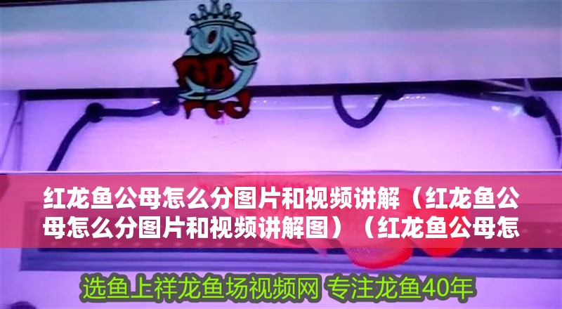 紅龍魚公母怎么分圖片和視頻講解（紅龍魚公母怎么分圖片和視頻講解圖）（紅龍魚公母怎么分圖片和視頻和視頻講解圖片和視頻講解）