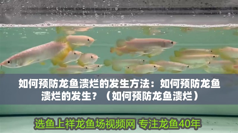 如何預(yù)防龍魚潰爛的發(fā)生方法：如何預(yù)防龍魚潰爛的發(fā)生？（如何預(yù)防龍魚潰爛）