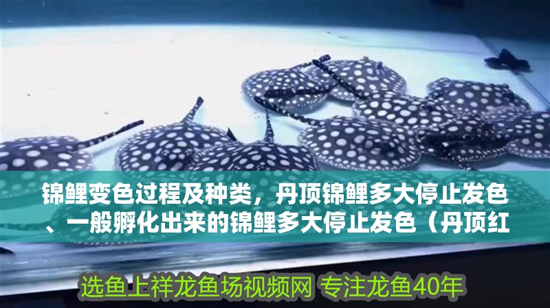 龍魚干蝦有營養嗎 錦鯉變色過程及種類,丹頂錦鯉多大停止發色、一般孵化出來的錦鯉多大停止發色(丹頂紅白錦鯉的日常管理) 觀賞魚百科 錦鯉變色過程及種類,丹頂錦鯉多大停止發色、一般孵化出來的錦鯉多大停止發色(丹頂紅白錦鯉的日常管理) 錦鯉變色過程及種類,丹頂錦鯉多大停止發色、一般孵化出來的錦鯉多大停止發色(丹頂紅白錦鯉的日常管理) 觀賞魚百科