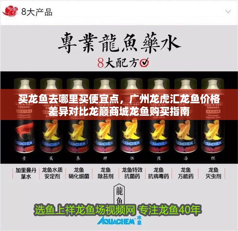買龍魚去哪里買便宜點，廣州龍虎匯龍魚價格差異對比龍巔商城龍魚購買指南