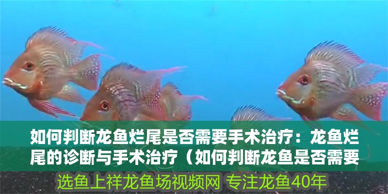 如何判斷龍魚爛尾是否需要手術(shù)治療：龍魚爛尾的診斷與手術(shù)治療（如何判斷龍魚是否需要手術(shù)治療）