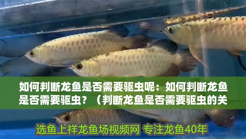如何判斷龍魚是否需要驅蟲呢：如何判斷龍魚是否需要驅蟲？（判斷龍魚是否需要驅蟲的關鍵因素）