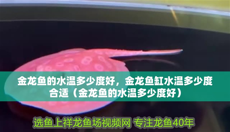 金龍魚的水溫多少度好，金龍魚缸水溫多少度合適（金龍魚的水溫多少度好） 金龍魚的水溫多少度好，金龍魚缸水溫多少度合適（金龍魚的水溫多少度好） 觀賞魚百科