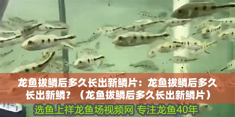 龍魚拔鱗后多久長出新鱗片：龍魚拔鱗后多久長出新鱗？（龍魚拔鱗后多久長出新鱗片） 龍魚拔鱗后多久長出新鱗片：龍魚拔鱗后多久長出新鱗？（龍魚拔鱗后多久長出新鱗片） 水族問答