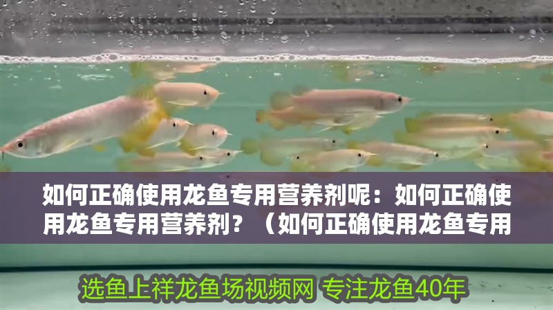 如何正確使用龍魚專用營養(yǎng)劑呢：如何正確使用龍魚專用營養(yǎng)劑？（如何正確使用龍魚專用營養(yǎng)劑）