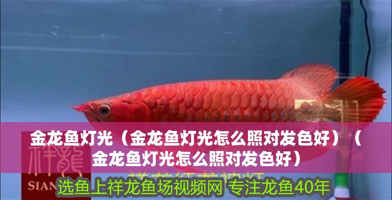 金龍魚燈光（金龍魚燈光怎么照對發色好）（金龍魚燈光怎么照對發色好） 金龍魚燈光（金龍魚燈光怎么照對發色好）（金龍魚燈光怎么照對發色好） 觀賞魚百科