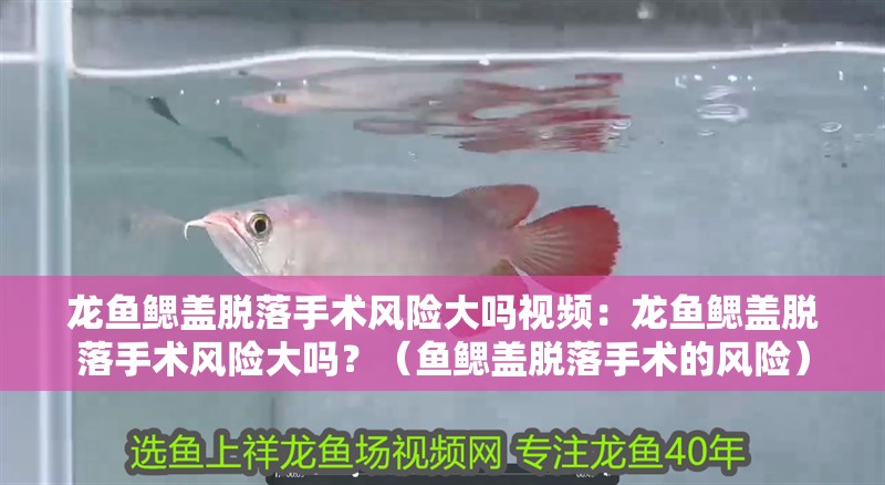 龍魚鰓蓋脫落手術(shù)風(fēng)險大嗎視頻：龍魚鰓蓋脫落手術(shù)風(fēng)險大嗎？（魚鰓蓋脫落手術(shù)的風(fēng)險） 龍魚鰓蓋脫落手術(shù)風(fēng)險大嗎視頻：龍魚鰓蓋脫落手術(shù)風(fēng)險大嗎？（魚鰓蓋脫落手術(shù)的風(fēng)險） 水族問答