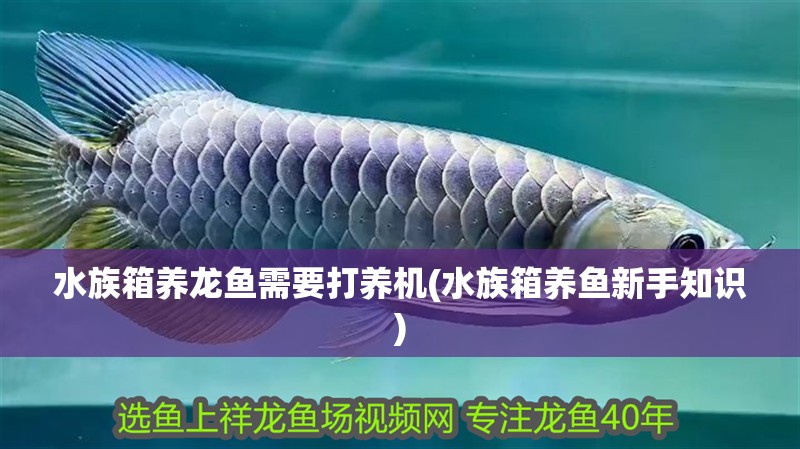 水族箱養龍魚需要打養機(水族箱養魚新手知識) 水族箱養龍魚需要打養機(水族箱養魚新手知識) 觀賞魚百科