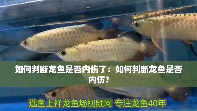如何判斷龍魚是否內傷了：如何判斷龍魚是否內傷？