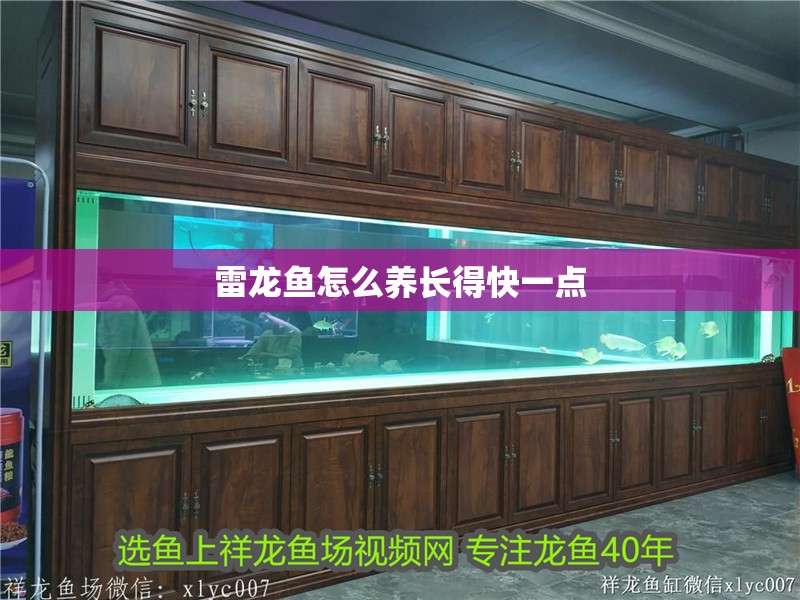 龍魚干蝦有營養嗎 雷龍魚怎么養長得快一點 觀賞魚百科 雷龍魚怎么養長得快一點 雷龍魚怎么養長得快一點 觀賞魚百科