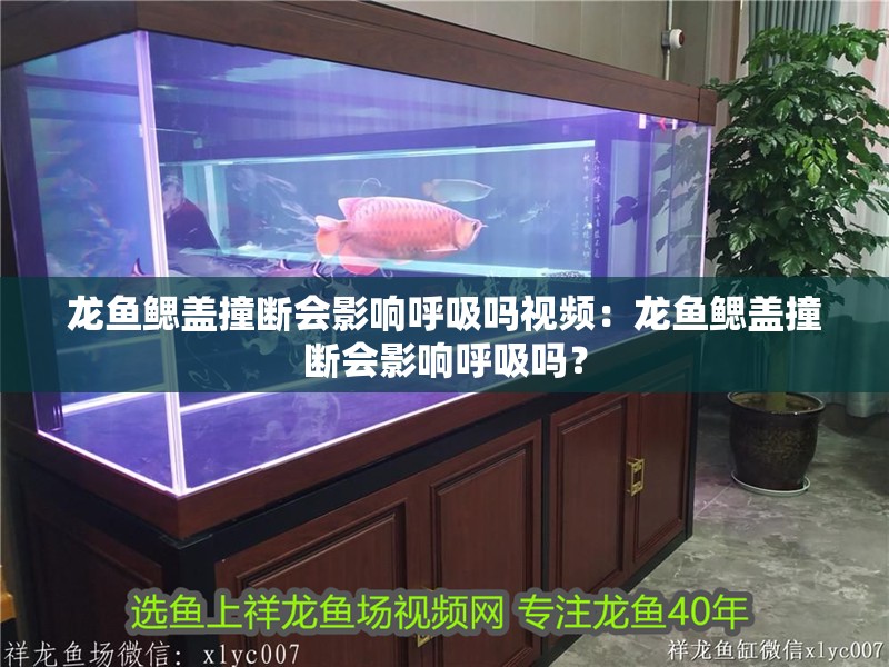 龍魚(yú)鰓蓋撞斷會(huì)影響呼吸嗎視頻：龍魚(yú)鰓蓋撞斷會(huì)影響呼吸嗎？
