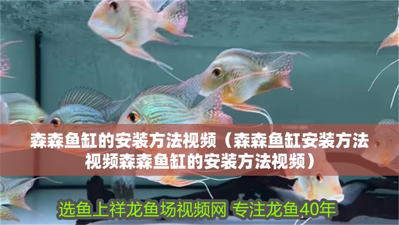 森森魚缸的安裝方法視頻（森森魚缸安裝方法視頻森森魚缸的安裝方法視頻）