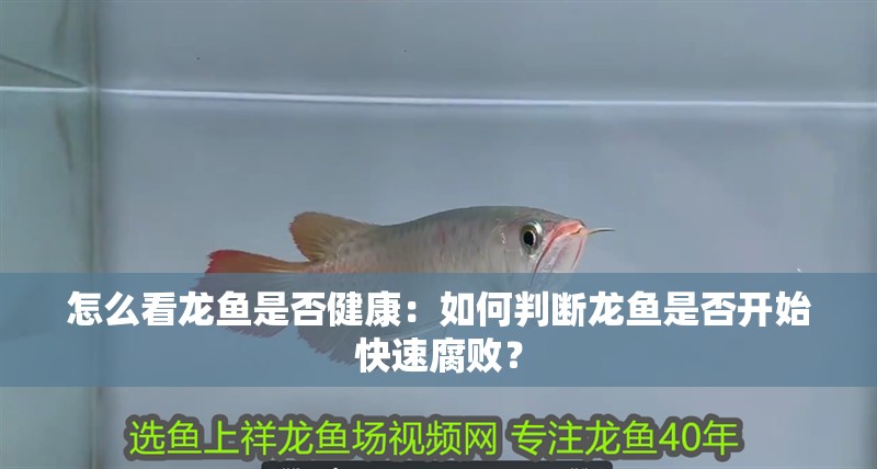 魚缸用增氧泵價格是多少:魚缸增氧機-xtrac增氧機-xtrac增氧機 怎么看龍魚是否健康:如何判斷龍魚是否開始快速腐敗? 水族問答 怎么看龍魚是否健康:如何判斷龍魚是否開始快速腐敗? 怎么看龍魚是否健康:如何判斷龍魚是否開始快速腐敗? 水族問答