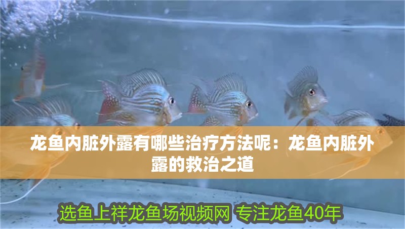 龍魚內臟外露有哪些治療方法呢：龍魚內臟外露的救治之道