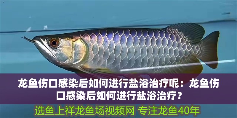 龍魚傷口感染后如何進行鹽浴治療呢：龍魚傷口感染后如何進行鹽浴治療？