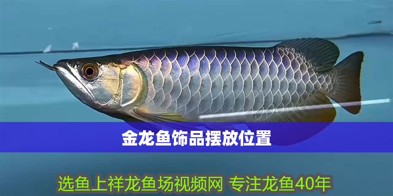 金龍魚飾品擺放位置 龍魚百科 第2張 金龍魚飾品擺放位置 金龍魚飾品擺放位置 龍魚百科 第2張