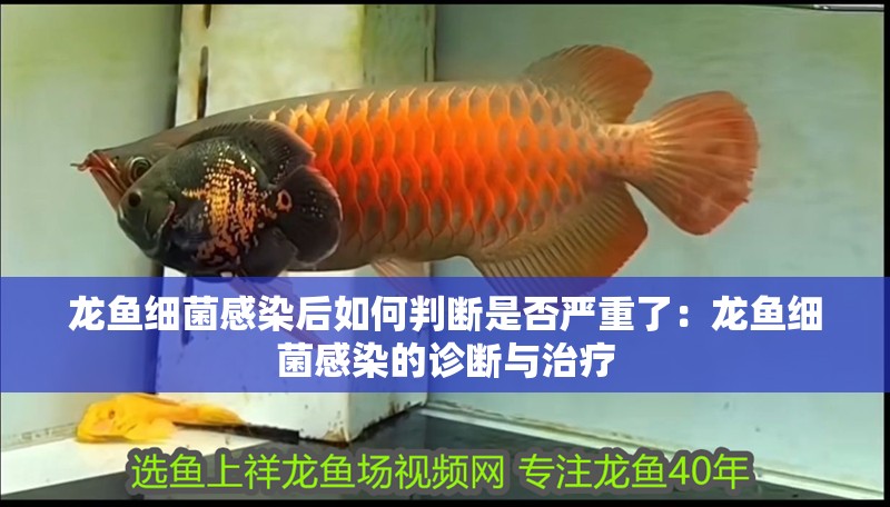 龍魚細菌感染后如何判斷是否嚴重了：龍魚細菌感染的診斷與治療