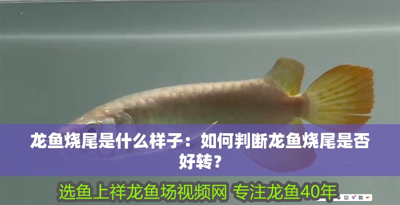 龍魚燒尾是什么樣子：如何判斷龍魚燒尾是否好轉？
