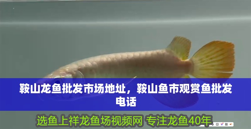 鞍山龍魚批發市場地址，鞍山魚市觀賞魚批發電話 鞍山龍魚批發市場地址，鞍山魚市觀賞魚批發電話 觀賞魚百科