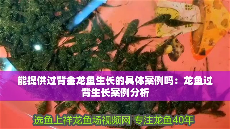 能提供過背金龍魚生長的具體案例嗎：龍魚過背生長案例分析