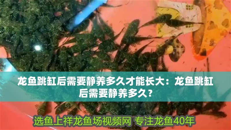 龍魚跳缸后需要靜養(yǎng)多久才能長大：龍魚跳缸后需要靜養(yǎng)多久？
