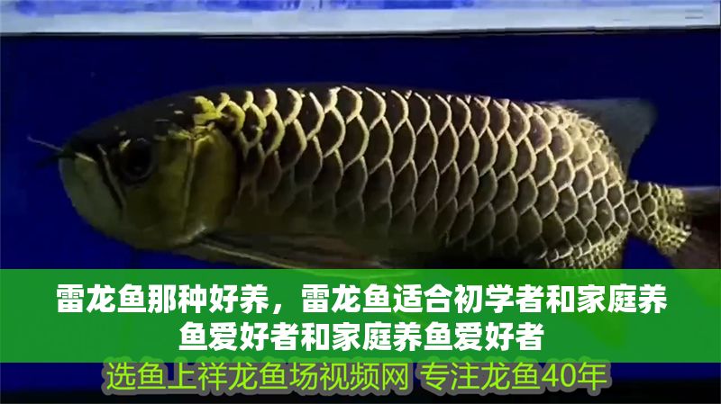 雷龍魚那種好養，雷龍魚適合初學者和家庭養魚愛好者和家庭養魚愛好者