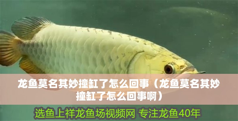 龍魚(yú)莫名其妙撞缸了怎么回事（龍魚(yú)莫名其妙撞缸了怎么回事啊）