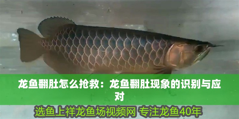 龍魚翻肚怎么搶救：龍魚翻肚現(xiàn)象的識別與應(yīng)對