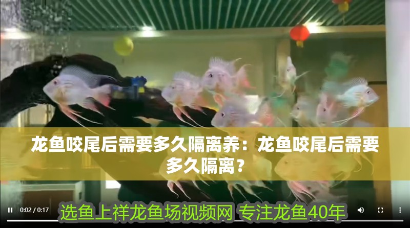 龍魚咬尾后需要多久隔離養：龍魚咬尾后需要多久隔離？ 龍魚咬尾后需要多久隔離養：龍魚咬尾后需要多久隔離？ 水族問答