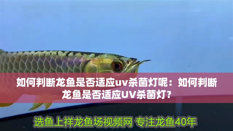 如何判斷龍魚是否適應uv殺菌燈呢：如何判斷龍魚是否適應UV殺菌燈？