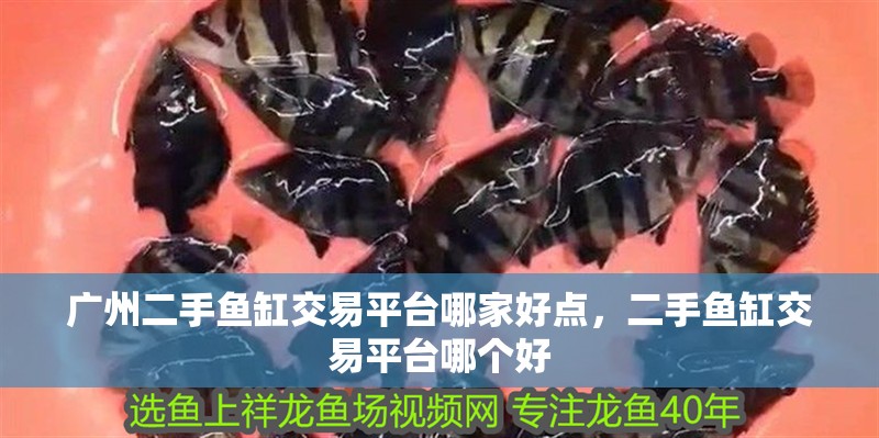 廣州二手魚缸交易平臺哪家好點，二手魚缸交易平臺哪個好 廣州二手魚缸交易平臺哪家好點，二手魚缸交易平臺哪個好 觀賞魚百科